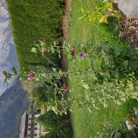 Apartament Edelweiss-1 By Interhome